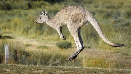 Flying Kangaroo