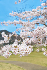 桜