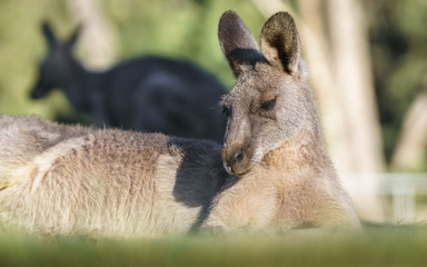 Kangaroo