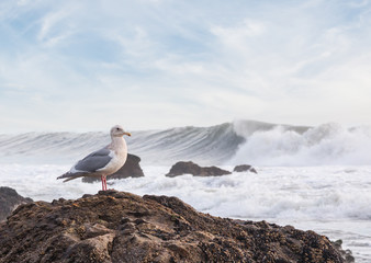 Fototapeta premium Surf and Seagull. Large Pacific waves along the central coast of California on an overcast winter afternoon with a seagull watching. 
