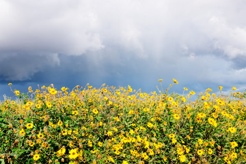 Obraz premium Yellow Sunflowers and Storm Clouds. Yellow sunflowers (encelia californica) with storm clouds and rain overhead. Photographed in Carpinteria, California.
