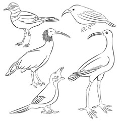 limkin bald ibis bul bul iwi killdeer bird line vector illustration set 