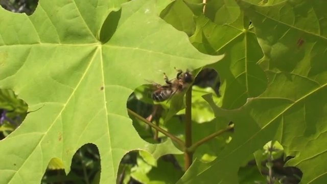 Leaf cutter bee cutting from a maple leaf