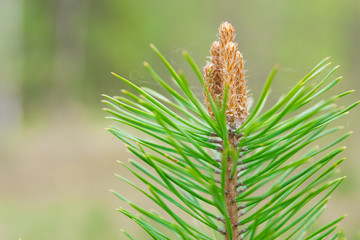 Bright green needles of a fir-tree. Spring in nature.