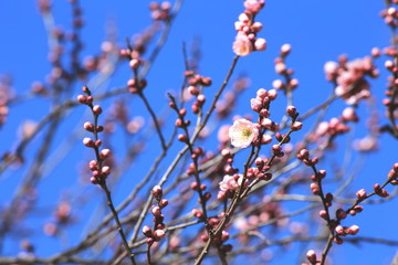 咲き始めの白梅