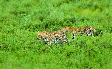 Male and female leopard walking in lush grass. Kruger National Park. Panthera pardus