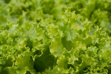 abstract Background green leafy vegetables. lettuce.