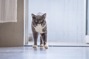The gray British cat