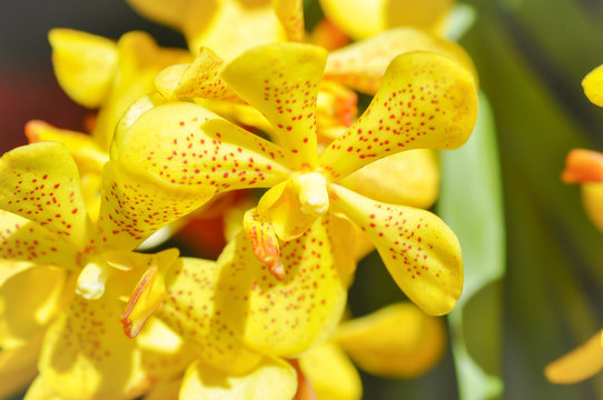 yellow orchid flower or Aerides flabellata Rolfe ex Downie