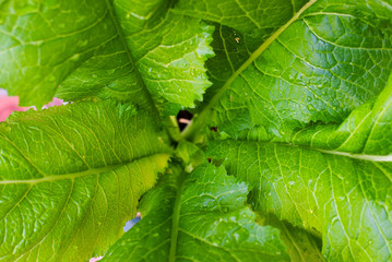 Lettuce grown in the garden
