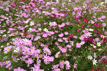 cosmos flowers in the garden