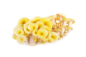 fresh golden oyster mushroom on white background