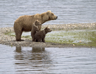 Let Me See - A grizzly bear cub stands up to get a better look at what has the family's attention in Katmai National Park, Alaska.