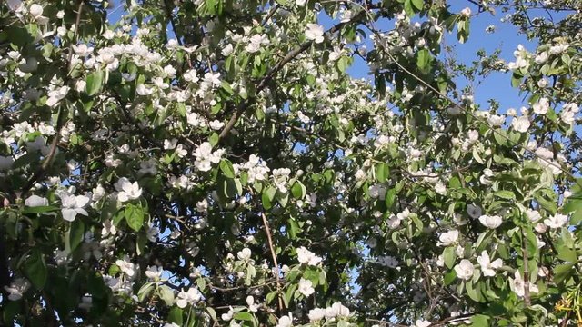 Branches of a blossoming quince on the background of the sky