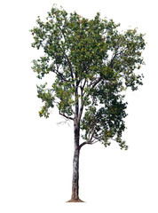 Fototapeta na wymiar Tree isolated background,Iron wood tree is deciduous isolated on white background (Pyinkado)