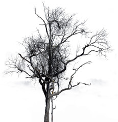Dry tree split backdrop