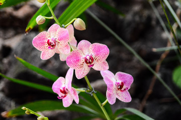 Blooming Flower Background