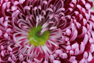 Chrysanthemum 
