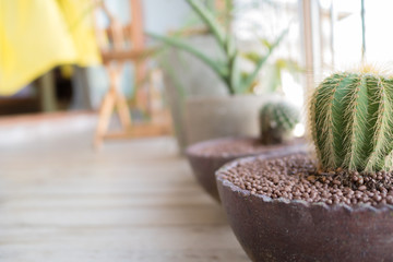 pots of cactus at terrace on wooden floor, cozy home