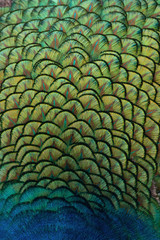 Fototapeta premium Indian peacock feathers showing patterns, texture, and vibrant yellow, blue, and green hues.