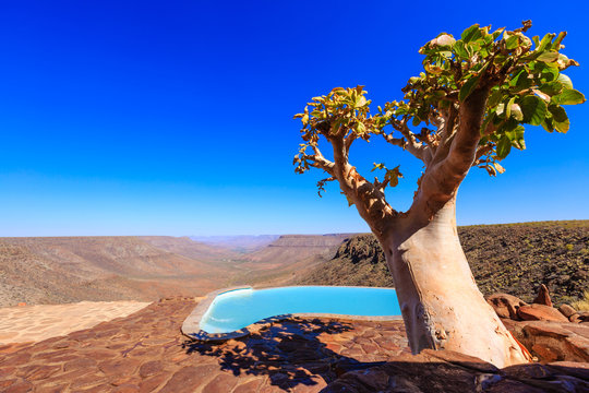 Butterbaum (Cyphostemma currorii) am Schwimming-Pool, Grootberg Lodge, Grootberg, Region Kunene