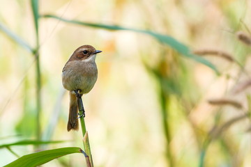 Grey Bushchat ( Saxicola ferrea ) Female - Birds of  Doi Sun Juh, Chiang Mai,Thailand.