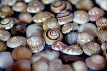 Sea shells background