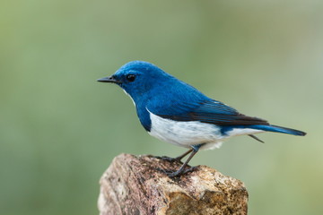 Ultramarine flycatcher (male)  - Birds of  Doi Sun Juh, Chiang Mai,Thailand.