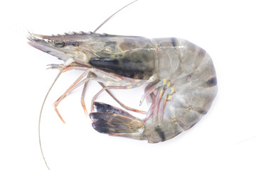 
Prawn with full shell on white background