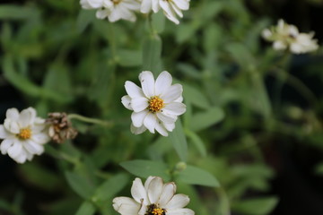 white flower in garden