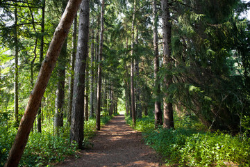 Green tree lined forest path
