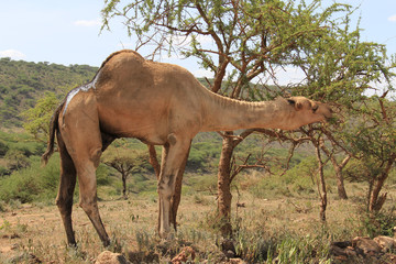 Camel