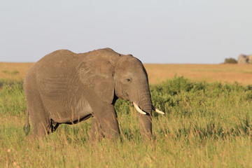 Fototapeta na wymiar Serengeti Elephant