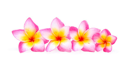 frangipani isolated on white background