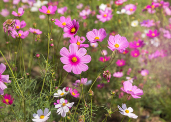 Obraz na płótnie Canvas close up pink cosmos flowers blooming in the meadow 