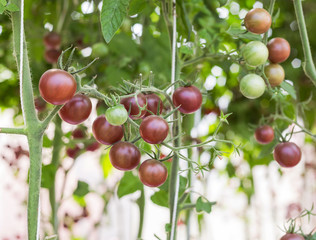 Close up cherry tomatoes hanging on trees in greenhouse selective focus