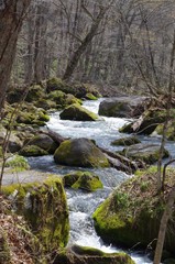 Obraz premium japan nature