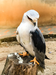 Portrait of falcon bird