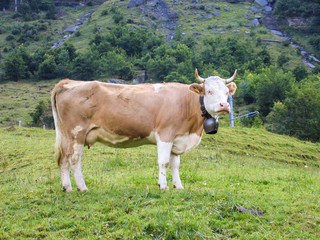 Fototapeta na wymiar Cow grazing on an alpine pasture in Switzerland mountains with bell