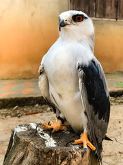 Portrait of falcon bird