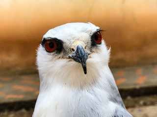 Portrait of falcon bird