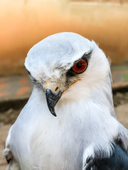 Portrait of falcon bird