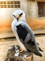 Portrait of falcon bird
