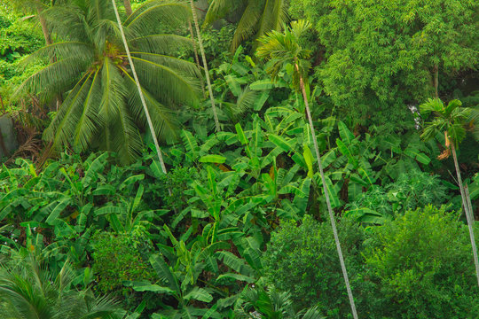 Banana trees and jungle flora covering the ground with a palm rising up from the corner in this concept photo.