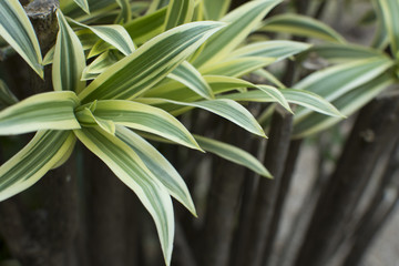 Dracaena green leaves close up for background.
