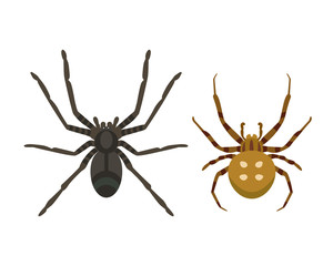 Spider silhouette arachnid fear graphic flat scary animal poisonous design nature phobia insect danger horror tarantula halloween vector icon.