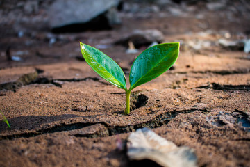 Living with tree drought, Crack ground drought.