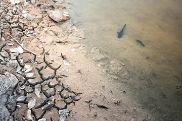 Foto op Plexiglas Crack soil drought area waiting to die fish. © r_tee