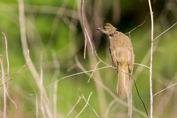 Image of bird (Streak-eared Bulbul; Pycnonotus blanfordi) on the branch on nature background. Wild Animals.