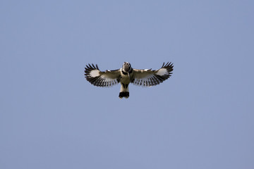 Image of Pied Kingfisher (Ceryle rudis) male hovering in flight on sky. Wild Animals.